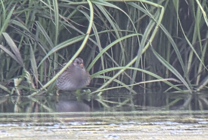 Spotted Crake  - Sebastian Watras