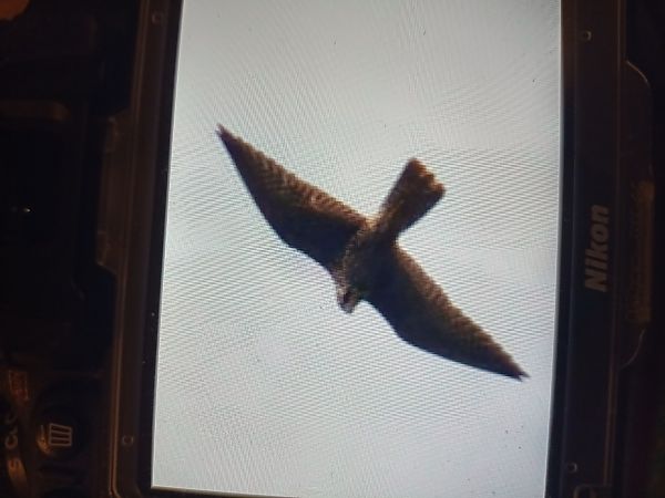 Peregrine Falcon  - Marcelina Kot