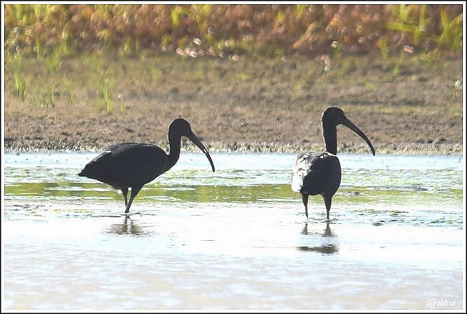 Glossy Ibis  - Serge Pontacq