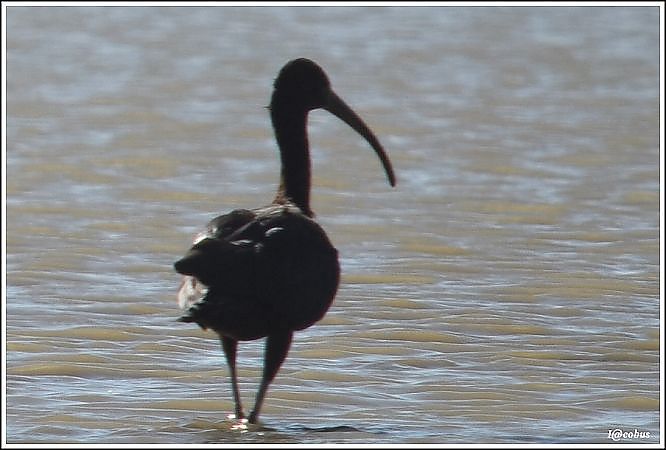 Ibis falcinelle  - Serge Pontacq