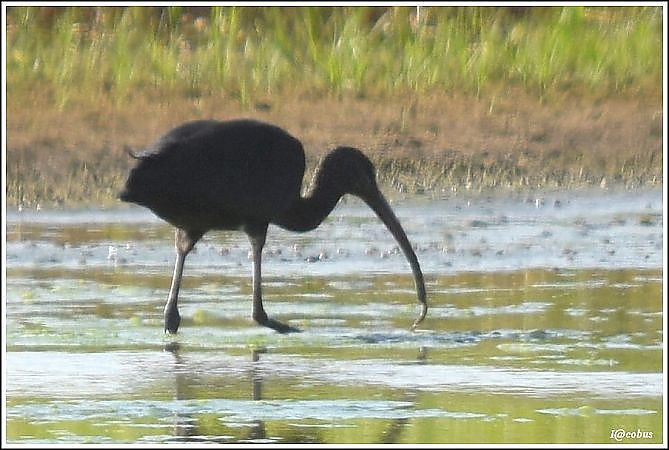 Ibis falcinelle  - Serge Pontacq