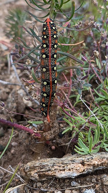 Hyles euphorbiae  - Massimo Maldifassi