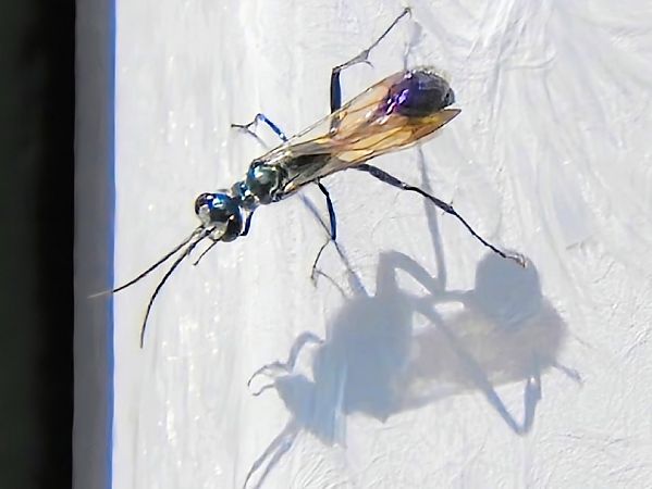 Hymenoptera sp.  - Massimo Tassinari