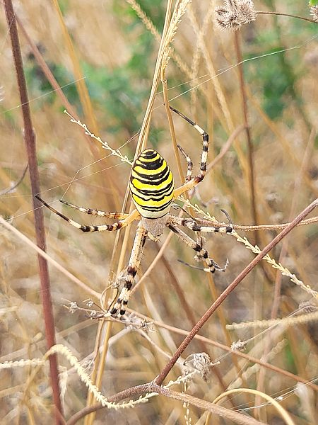 Argiope frelon  - Alexis Marsteau