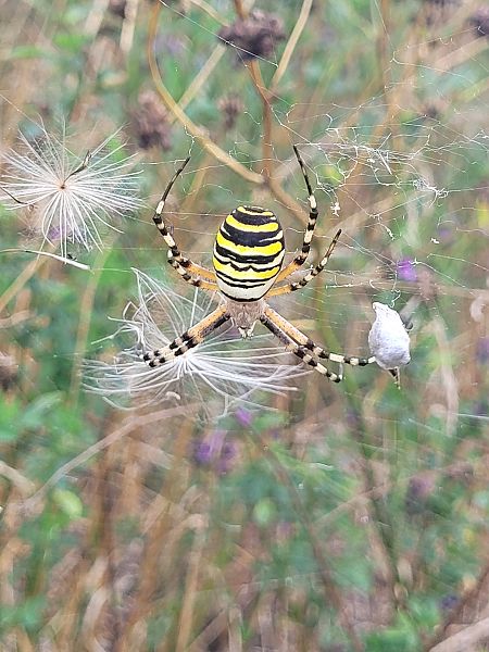 Argiope frelon  - Alexis Marsteau