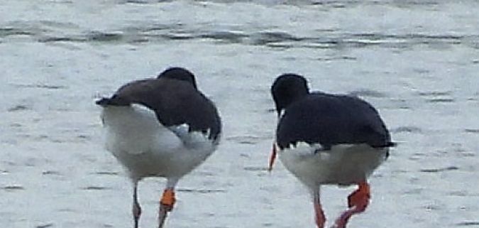 Eurasian Oystercatcher 