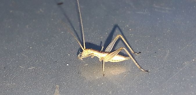 Oecanthus pellucens pellucens  - Michele Cento
