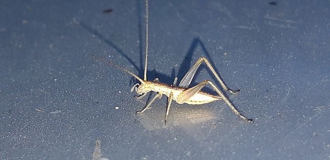 Oecanthus pellucens pellucens  - Michele Cento