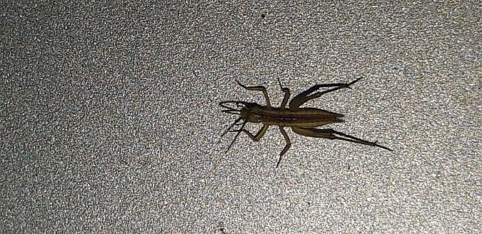Oecanthus pellucens pellucens  - Michele Cento