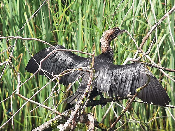 Pygmy Cormorant  - Franz Stoll