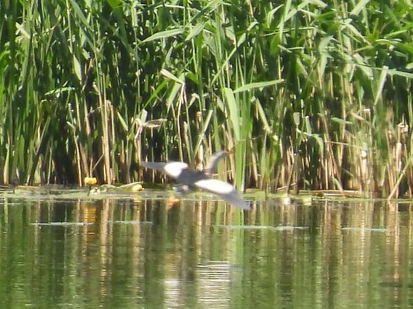 Little Bittern  - Kacper Mikulski