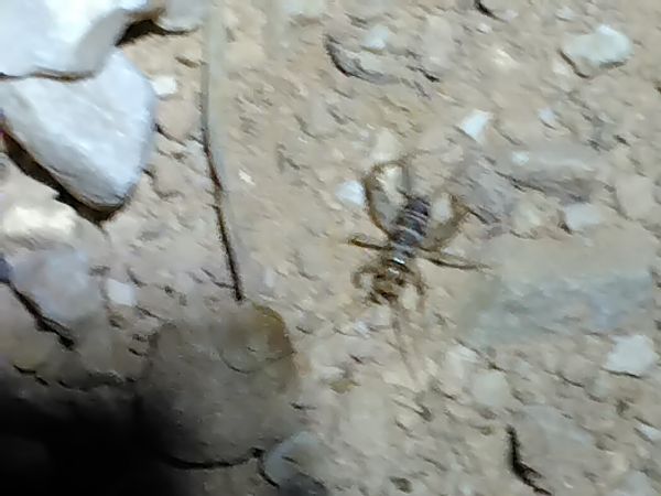 Gryllidae indéterminé (Grillons)  - Magali Charpin