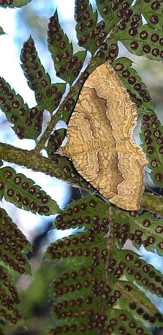 Camptogramma bilineata  - Michele Cento