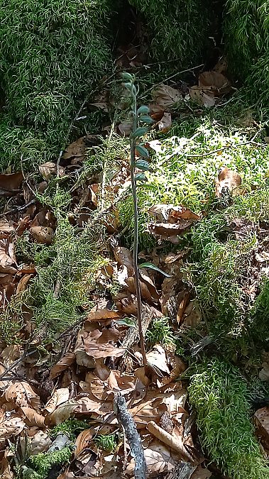 Epipactis microphylla  - Evelyne Alix