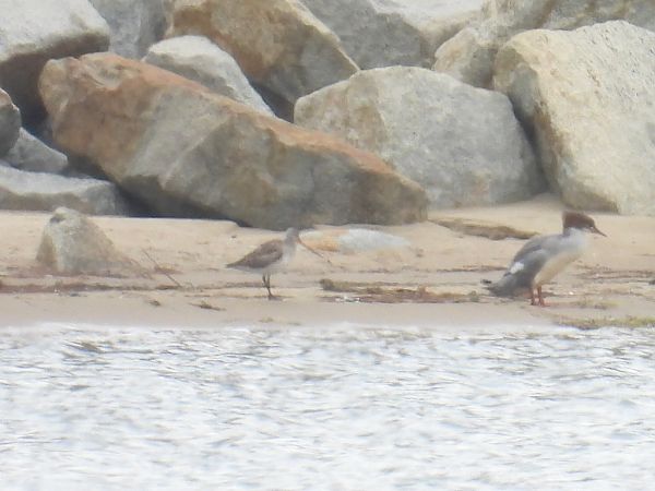 szlamnik  - Kacper Mikulski