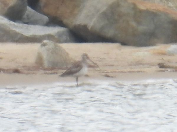 Barge rousse  - Kacper Mikulski
