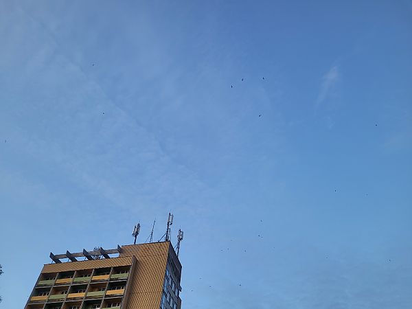 Common Swift  - Tomasz Knioła