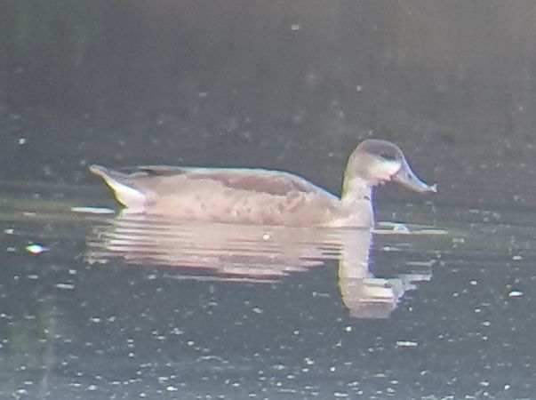 Hybride canard de surface indéterminé  - Lionel Manceau