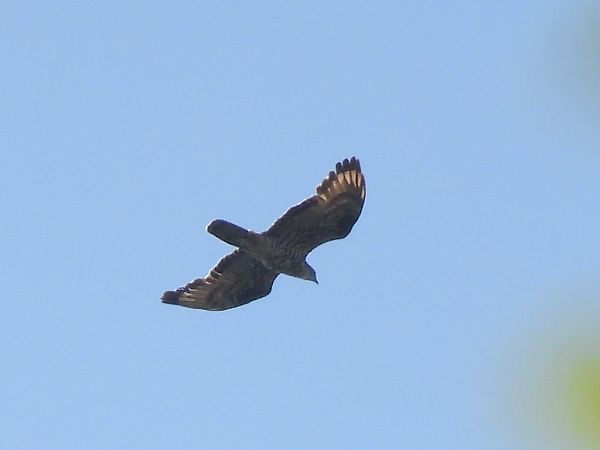 Wespenbussard  - Kacper Mikulski