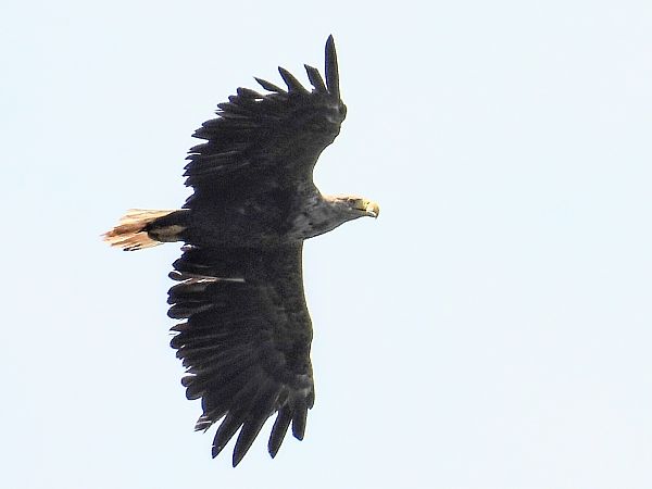 Seeadler  - Kacper Mikulski