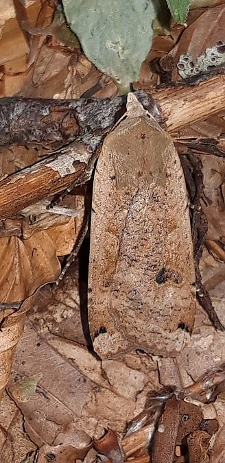Noctua pronuba  - Michele Cento