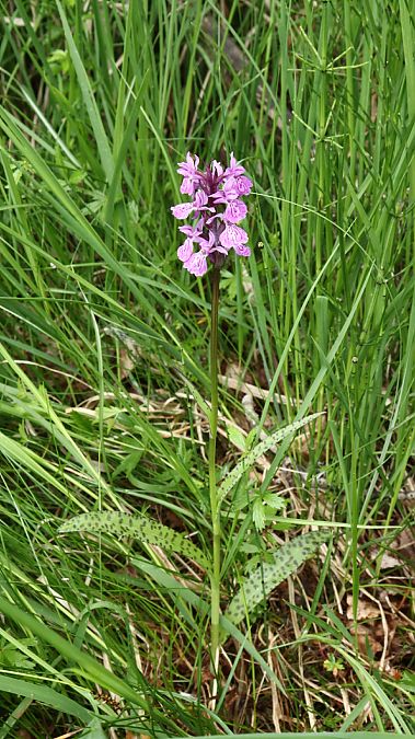 Dactylorhiza angustata  - Gerard Guillouard