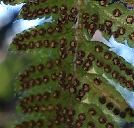 Polystichum setiferum  - Michele Cento