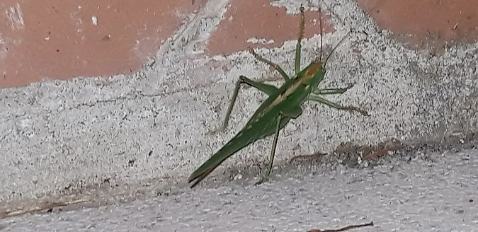 Tettigonia viridissima  - Michele Cento