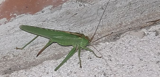 Tettigonia viridissima  - Michele Cento
