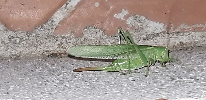 Tettigonia viridissima  - Michele Cento