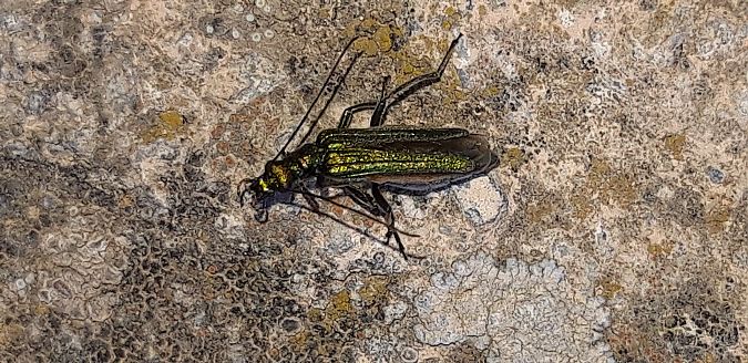 Oedemera nobilis  - Michele Cento