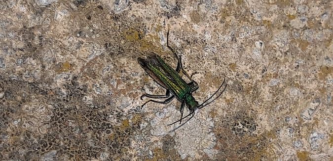Oedemera nobilis  - Michele Cento