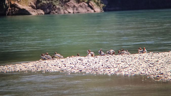 Harle bièvre  - Céline Luciano