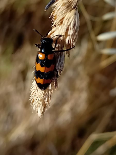 Mylabris variabilis  - Maxime Pirio