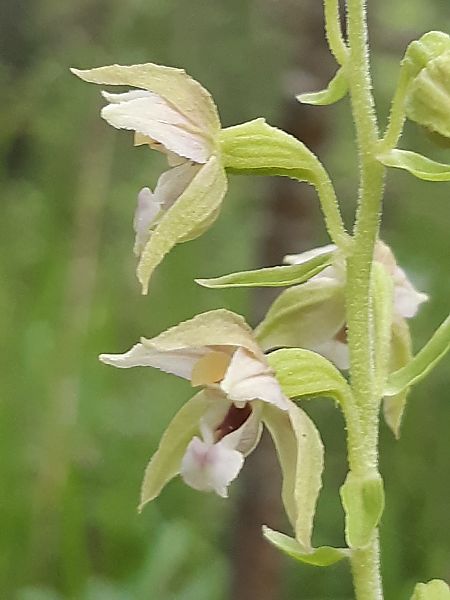 Epipactis leptochila var. neglecta  - Francis Bonnet