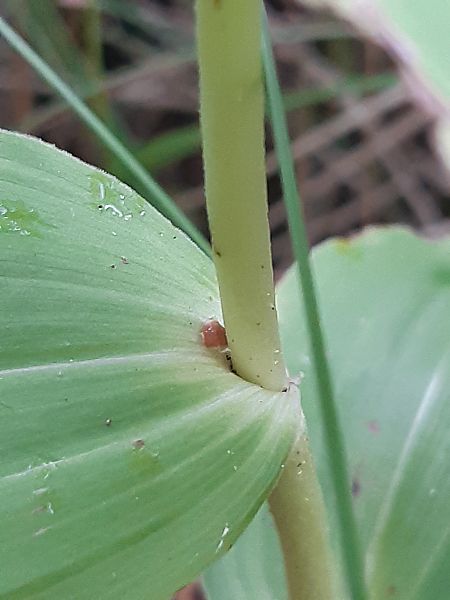 Epipactis leptochila var. neglecta  - Francis Bonnet