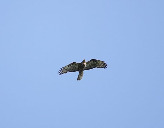 Wespenbussard  - Richard Brahmstaedt