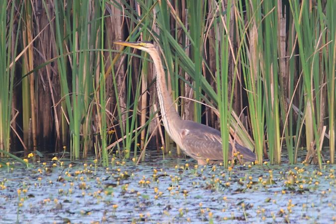 Purple Heron  - Mariusz Lizoń