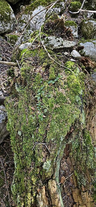 Goodyera repens  - Claire Perrachon