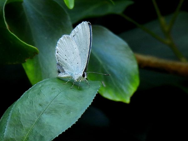 Celastrina argiolus  - Christian Vaucher