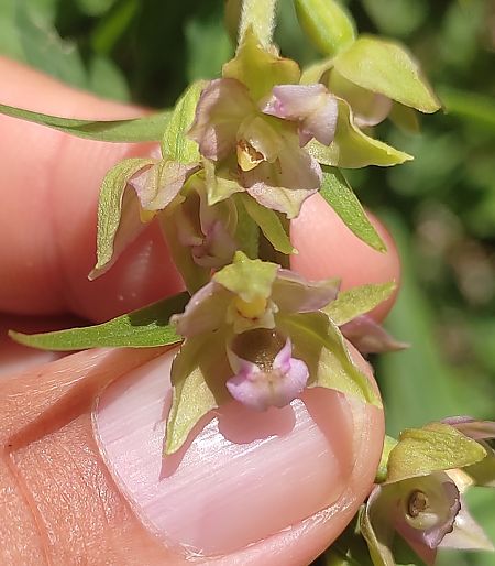 Epipactis helleborine  - Thomas Bredel