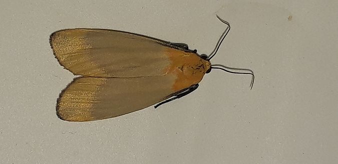 Lithosia quadra  - Michele Cento
