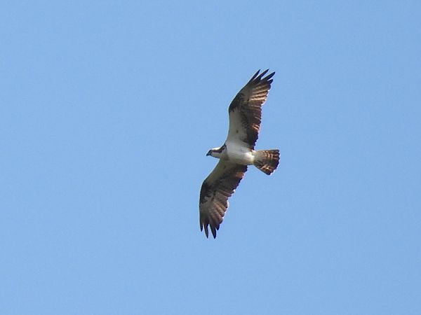 Osprey  - Kacper Mikulski