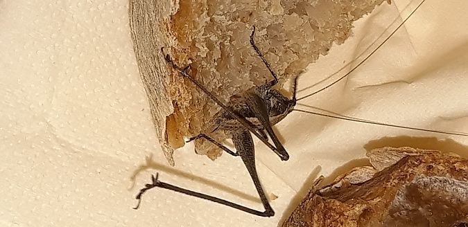 Rhacocleis germanica  - Michele Cento