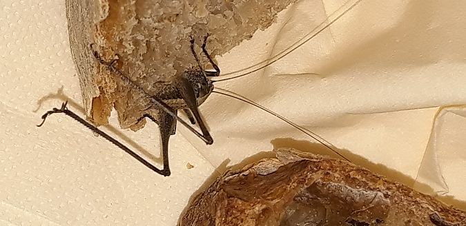 Rhacocleis germanica  - Michele Cento