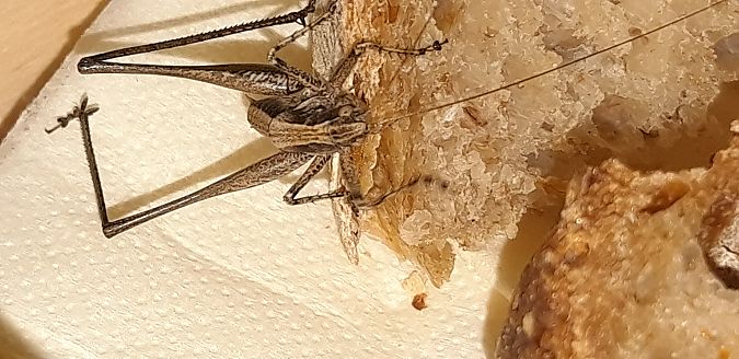 Rhacocleis germanica  - Michele Cento