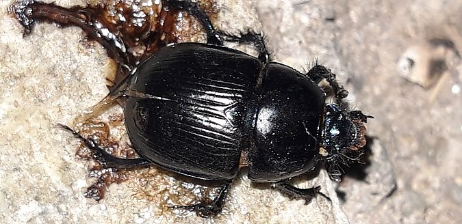 Geotrupes sp.  - Michele Cento