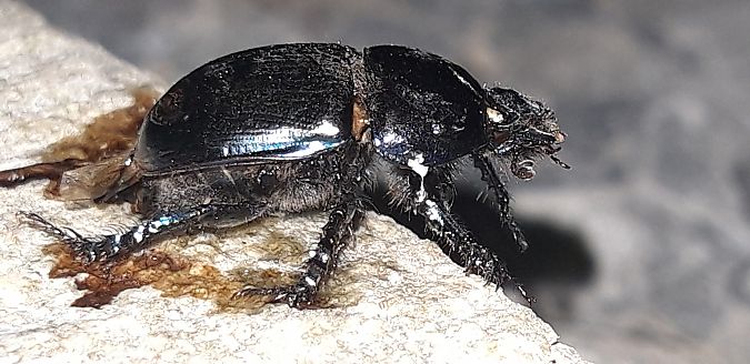 Geotrupes sp.  - Michele Cento
