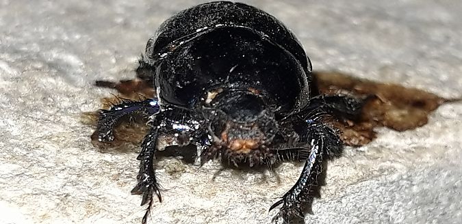 Geotrupes sp.  - Michele Cento