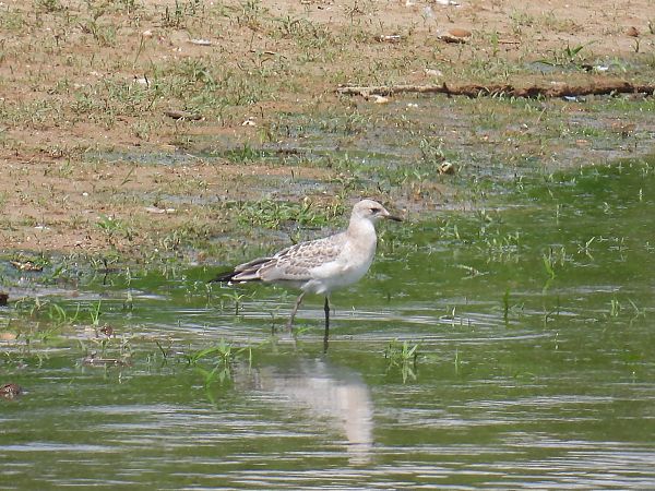 Mouette mélanocéphale  - Kacper Mikulski